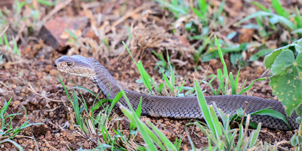 Mozambique Spitting Cobra Manyoni Private Game Reserve Zululand Rhino Reserve Wildlife Mavela Game Lodge