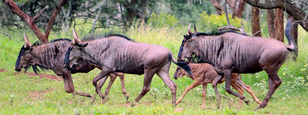 Rhino River Lodge Manyoni Private Game Reserve Zululand Rhino Reserve KwaZulu-Natal South Africa