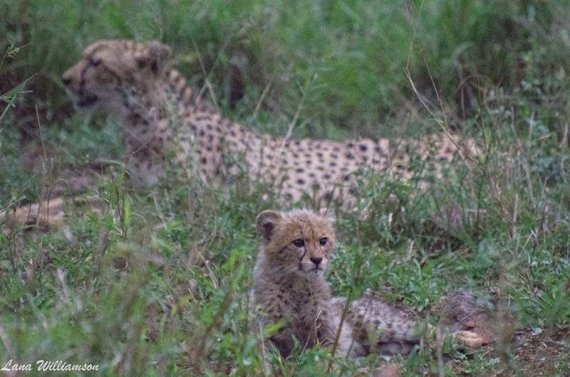 Cheetah with cub - Rhino Sands Safari Camp, Manyoni Private Game Reserve - Hluhluwe iMfolozi Reservations