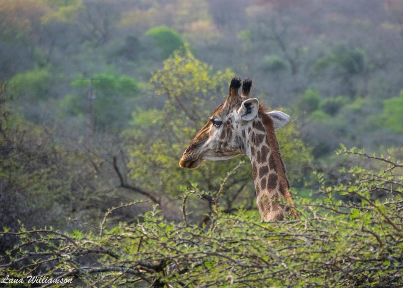 Giraffe - Rhino Sands Safari Camp, Manyoni Private Game Reserve - Hluhluwe iMfolozi Reservations