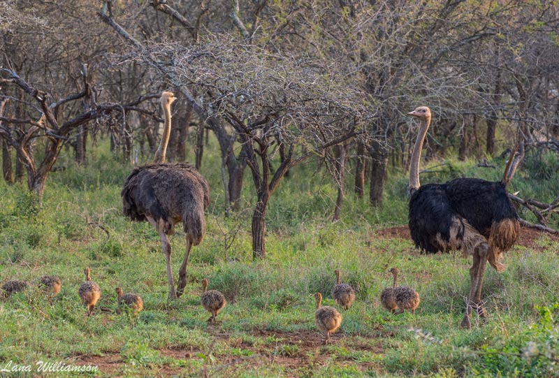 Ostrich with chicks - Rhino Sands Safari Camp, Manyoni Private Game Reserve - Hluhluwe iMfolozi Reservations