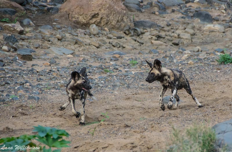 Wild Dog - Rhino Sands Safari Camp, Manyoni Private Game Reserve - Hluhluwe iMfolozi Reservations