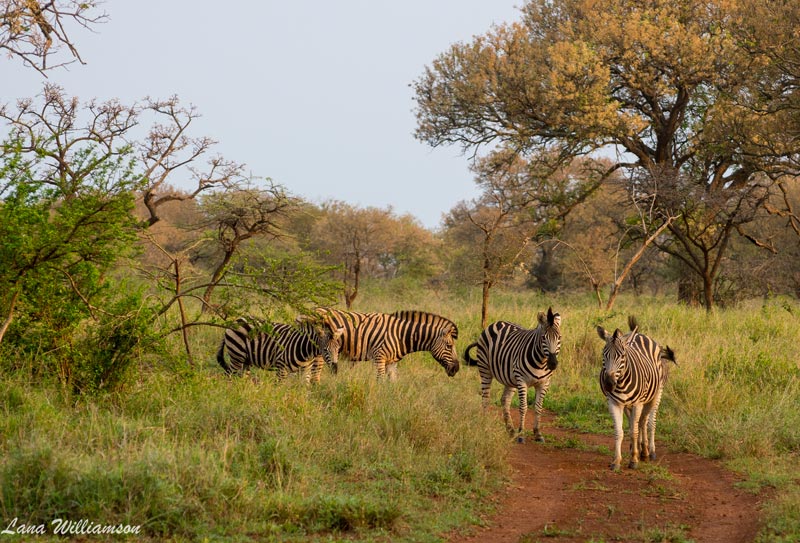 Zebra - Rhino Sands Safari Camp, Manyoni Private Game Reserve - Hluhluwe iMfolozi Reservations