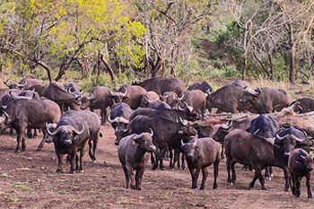Manyoni Private Game Reserve Buffalo Herd Zululand Rhino Reserve Big 5 KwaZulu-Natal South Africa