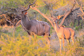 Kudu  Manyoni Private Game ReserveZululand Rhino Reserve Big 5 KwaZulu-Natal South Africa