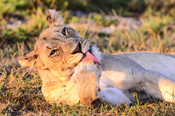 Lioness Manyoni Private Game Reserve Zululand Rhino Reserve Big 5 KwaZulu-Natal South Africa